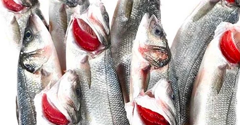 Levrek (400 - 600 g / kg)