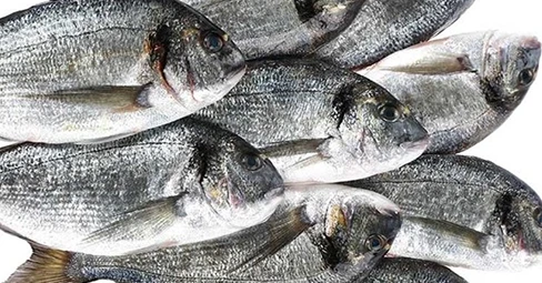 Çipura (400 - 600 g / kg)